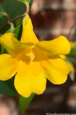 Margarita Cold Hardy Carolina Jasmine Vine (Gelsemium) - 3 Gallon Pot -Plant Discount Store gelsemium sempervirens margarita cold hardy carolina jasmine vine 106