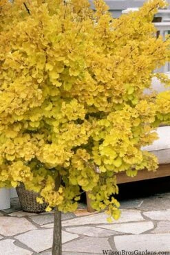 Mariken Dwarf Ginkgo Single Trunk Topiary Tree - 2 Gallon Pot 10 Mariken Dwarf Ginkgo Single Trunk Topiary Tree - 2 Gallon Pot -Plant Discount Store ginkgo biloba mariken single trunk topiary tree 1