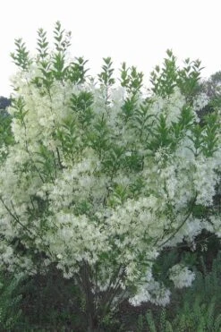 Grancy Graybeard - White Fringe Tree - 3 Gallon Pot -Plant Discount Store grancy graybeard tree 33