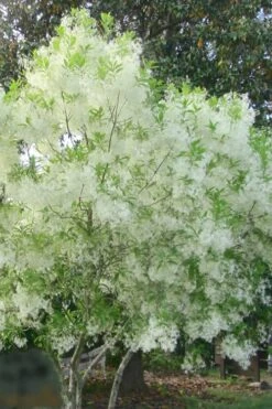 Grancy Graybeard - White Fringe Tree - 3 Gallon Pot -Plant Discount Store grancy graybeard tree flowers 22 500x750 1
