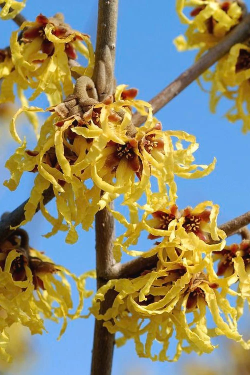 Arnold Promise Witch Hazel - 7 Gallon Pot (4-5') 7 Arnold Promise Witch Hazel - 7 Gallon Pot (4-5') - Image 5