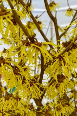 Arnold Promise Witch Hazel - Single Trunk Tree Form - 7 Gallon Pot 13 Arnold Promise Witch Hazel - Single Trunk Tree Form - 7 Gallon Pot -Plant Discount Store hamamelis intermedia arnolds promise witch hazel 2