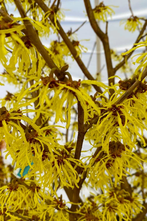 Arnold Promise Witch Hazel - Single Trunk Tree Form - 7 Gallon Pot 6 Arnold Promise Witch Hazel - Single Trunk Tree Form - 7 Gallon Pot - Image 4