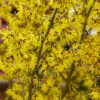 Arnold Promise Witch Hazel - 7 Gallon Pot (4-5')