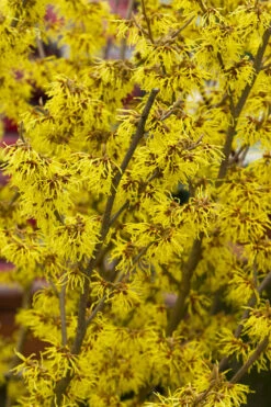 Arnold Promise Witch Hazel - Single Trunk Tree Form - 7 Gallon Pot 17 Arnold Promise Witch Hazel - Single Trunk Tree Form - 7 Gallon Pot -Plant Discount Store hamamelis intermedia arnolds promise witch hazel 3