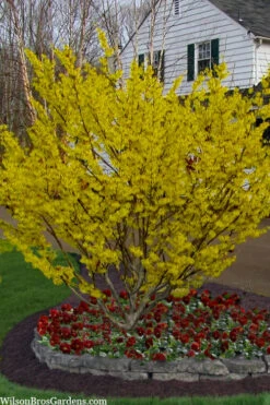 Arnold Promise Witch Hazel - 7 Gallon Pot (4-5') 15 Arnold Promise Witch Hazel - 7 Gallon Pot (4-5') -Plant Discount Store hamamelis intermedia arnolds promise witch hazel 4