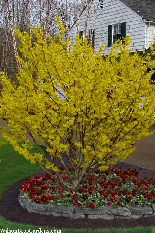 Arnold Promise Witch Hazel - 7 Gallon Pot (4-5') 6 Arnold Promise Witch Hazel - 7 Gallon Pot (4-5') - Image 4