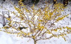 Arnold Promise Witch Hazel - 7 Gallon Pot (4-5') 19 Arnold Promise Witch Hazel - 7 Gallon Pot (4-5') -Plant Discount Store hamamelis intermedia arnolds promise witch hazel 5