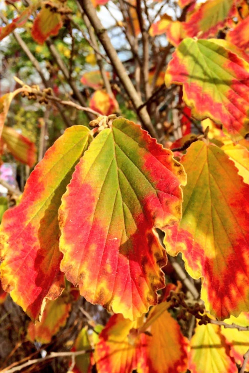 Arnold Promise Witch Hazel - Single Trunk Tree Form - 7 Gallon Pot 9 Arnold Promise Witch Hazel - Single Trunk Tree Form - 7 Gallon Pot - Image 7