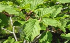 Arnold Promise Witch Hazel - 7 Gallon Pot (4-5') 21 Arnold Promise Witch Hazel - 7 Gallon Pot (4-5') -Plant Discount Store hamamelis intermedia arnolds promise witch hazel 8