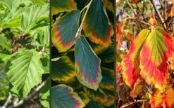 Arnold Promise Witch Hazel - Single Trunk Tree Form - 7 Gallon Pot 14 Arnold Promise Witch Hazel - Single Trunk Tree Form - 7 Gallon Pot -Plant Discount Store hamamelis intermedia arnolds promise witch hazel 9