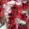 Diane Red Witch Hazel (Hamamelis X Intermedia) - 7 Gallon Pot (3-3.5') 2 Diane Red Witch Hazel (Hamamelis X Intermedia) - 7 Gallon Pot (3-3.5') -Plant Discount Store hamamelis intermedia diane witch hazel 12 1