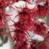 Diane Red Witch Hazel (Hamamelis X Intermedia) - 7 Gallon Pot 2 Diane Red Witch Hazel (Hamamelis X Intermedia) - 7 Gallon Pot -Plant Discount Store hamamelis intermedia diane witch hazel 12 2