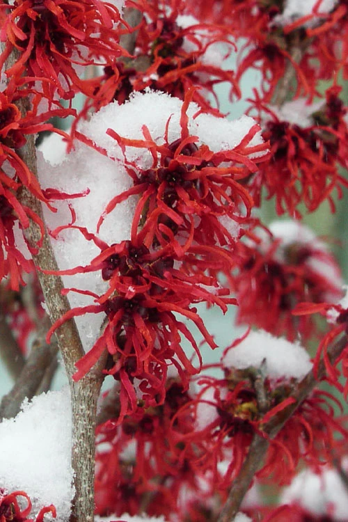 Diane Red Witch Hazel (Hamamelis X Intermedia) - 3 Gallon Pot 3 Diane Red Witch Hazel (Hamamelis X Intermedia) - 3 Gallon Pot