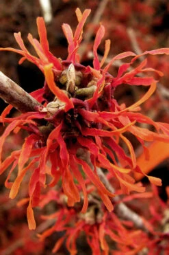 Diane Red Witch Hazel (Hamamelis X Intermedia) - 3 Gallon Pot 23 Diane Red Witch Hazel (Hamamelis X Intermedia) - 3 Gallon Pot -Plant Discount Store hamamelis intermedia diane witch hazel 2