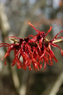 Diane Red Witch Hazel (Hamamelis X Intermedia) - 3 Gallon Pot 18 Diane Red Witch Hazel (Hamamelis X Intermedia) - 3 Gallon Pot -Plant Discount Store hamamelis intermedia diane witch hazel 4