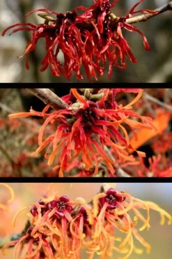 Diane Red Witch Hazel (Hamamelis X Intermedia) - 3 Gallon Pot 16 Diane Red Witch Hazel (Hamamelis X Intermedia) - 3 Gallon Pot -Plant Discount Store hamamelis intermedia diane witch hazel 5