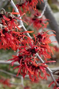 Diane Red Witch Hazel (Hamamelis X Intermedia) - 3 Gallon Pot 22 Diane Red Witch Hazel (Hamamelis X Intermedia) - 3 Gallon Pot -Plant Discount Store hamamelis intermedia diane witch hazel 6