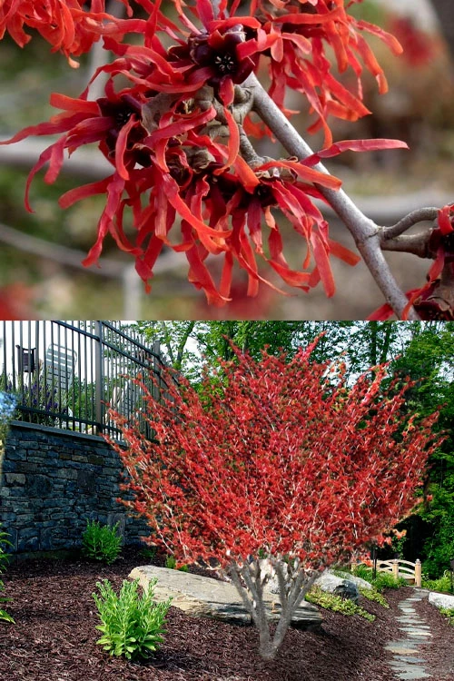 Diane Red Witch Hazel (Hamamelis X Intermedia) - 3 Gallon Pot 7 Diane Red Witch Hazel (Hamamelis X Intermedia) - 3 Gallon Pot - Image 5