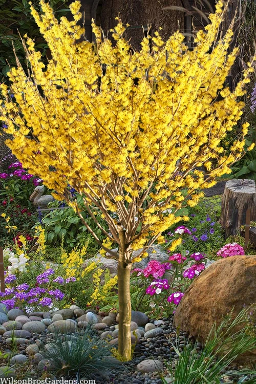 Arnold Promise Witch Hazel - Single Trunk Tree Form - 7 Gallon Pot 3 Arnold Promise Witch Hazel - Single Trunk Tree Form - 7 Gallon Pot