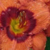 Mighty Chestnut Daylily - 1 Gallon Pot 1 Mighty Chestnut Daylily - 1 Gallon Pot -Plant Discount Store hemerocallis mighty chestnut daylily 2