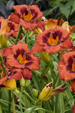 Mighty Chestnut Daylily - 1 Gallon Pot 9 Mighty Chestnut Daylily - 1 Gallon Pot -Plant Discount Store hemerocallis mighty chestnut daylily 3