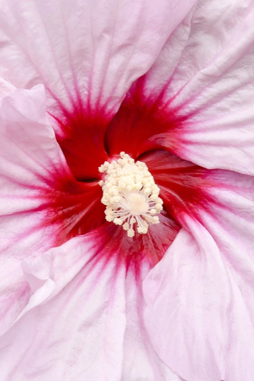 All Eyes On Me Hardy Hibiscus (Rose Mallow) - 1 Gallon Pot 7 All Eyes On Me Hardy Hibiscus (Rose Mallow) - 1 Gallon Pot - Image 5