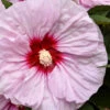 All Eyes On Me Hardy Hibiscus (Rose Mallow) - 1 Gallon Pot