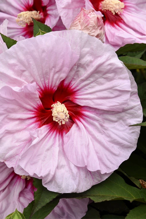 All Eyes On Me Hardy Hibiscus (Rose Mallow) - 1 Gallon Pot 3 All Eyes On Me Hardy Hibiscus (Rose Mallow) - 1 Gallon Pot