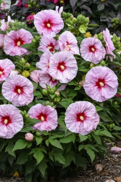 All Eyes On Me Hardy Hibiscus (Rose Mallow) - 1 Gallon Pot 10 All Eyes On Me Hardy Hibiscus (Rose Mallow) - 1 Gallon Pot -Plant Discount Store hibiscus all eyes on me rose mallow 6