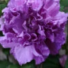 French Cabaret Purple Double Rose Of Sharon (Althea) - 3 Gallon Pot -Plant Discount Store hibiscus syriacus caberet purple rose of sharon 1