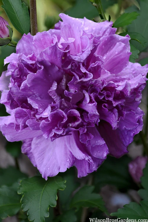 French Cabaret Purple Double Rose Of Sharon (Althea) - 3 Gallon Pot 3 French Cabaret Purple Double Rose Of Sharon (Althea) - 3 Gallon Pot