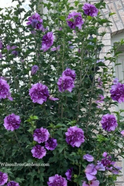 French Cabaret Purple Double Rose Of Sharon (Althea) - 3 Gallon Pot 9 French Cabaret Purple Double Rose Of Sharon (Althea) - 3 Gallon Pot -Plant Discount Store hibiscus syriacus caberet purple rose of sharon 2
