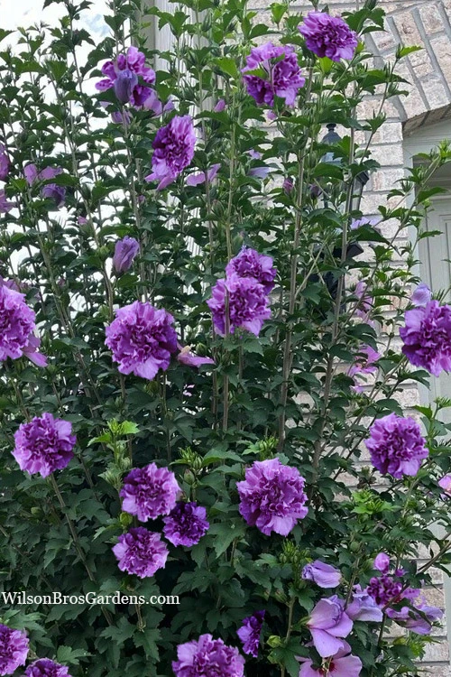French Cabaret Purple Double Rose Of Sharon (Althea) - 3 Gallon Pot 6 French Cabaret Purple Double Rose Of Sharon (Althea) - 3 Gallon Pot - Image 4