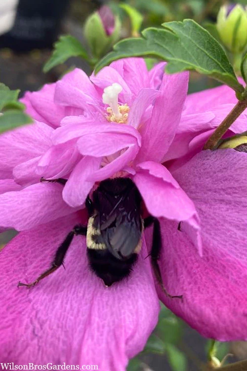Raspberry Smoothie Althea (Rose Of Sharon) - 3 Gallon Pot 8 Raspberry Smoothie Althea (Rose Of Sharon) - 3 Gallon Pot - Image 6