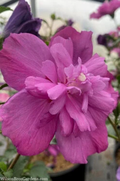 Raspberry Smoothie Althea (Rose Of Sharon) - 3 Gallon Pot 11 Raspberry Smoothie Althea (Rose Of Sharon) - 3 Gallon Pot -Plant Discount Store hibiscus syriacus raspberry smoothie rose of sharon 4