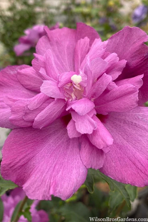 Raspberry Smoothie Althea (Rose Of Sharon) - 3 Gallon Pot 3 Raspberry Smoothie Althea (Rose Of Sharon) - 3 Gallon Pot