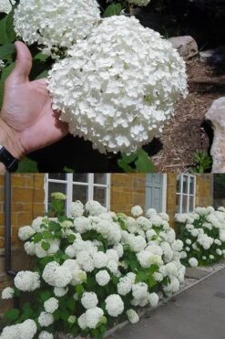 Annabelle Hydrangea - 3 Gallon Pot -Plant Discount Store hydrangea annabelle 2 500x750 1