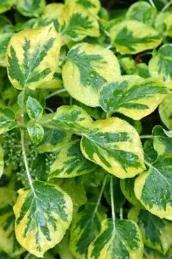 Miranda Climbing Hydrangea - 12" Pot -Plant Discount Store hydrangea anomala petiolaris miranda climbing hydrangea 11