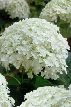 Annabelle Hydrangea - 3 Gallon Pot -Plant Discount Store hydrangea arborescens annabelle 10