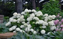Annabelle Hydrangea - 3 Gallon Pot -Plant Discount Store hydrangea arborescens annabelle 11