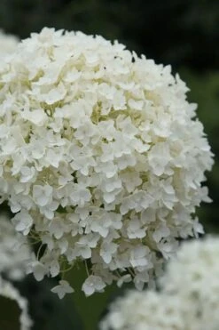 Annabelle Hydrangea - 3 Gallon Pot -Plant Discount Store hydrangea arborescens annabelle 12