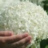 Incrediball Smooth Hydrangea - 3 Gallon Pot 1 Incrediball Smooth Hydrangea - 3 Gallon Pot -Plant Discount Store hydrangea arborescens annabelle 21