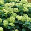 Invincibelle Sublime Smooth Hydrangea - 3 Gallon Pot -Plant Discount Store hydrangea arborescens invincibelle sublime 5