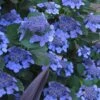 Bluebird Hydrangea - 2 Gallon Pot 2 Bluebird Hydrangea - 2 Gallon Pot -Plant Discount Store hydrangea bluebird 21 1