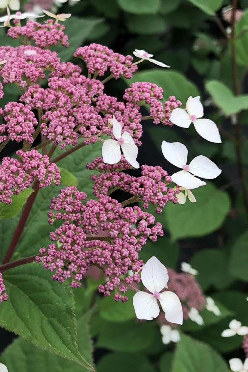 Invincibelle Lace Smooth Hydrangea - 3 Pack Of Quart Pots 8 Invincibelle Lace Smooth Hydrangea - 3 Pack Of Quart Pots - Image 6
