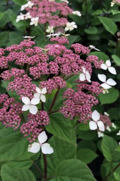 Invincibelle Lace Smooth Hydrangea - 3 Pack Of Quart Pots 14 Invincibelle Lace Smooth Hydrangea - 3 Pack Of Quart Pots -Plant Discount Store hydrangea invincibelle lace 2