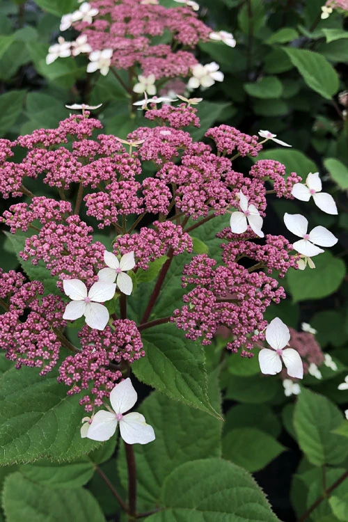 Invincibelle Lace Smooth Hydrangea - 3 Pack Of Quart Pots 6 Invincibelle Lace Smooth Hydrangea - 3 Pack Of Quart Pots - Image 4