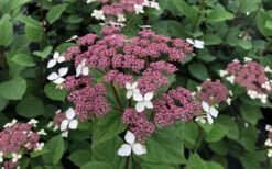 Invincibelle Lace Smooth Hydrangea - 3 Pack Of Quart Pots 19 Invincibelle Lace Smooth Hydrangea - 3 Pack Of Quart Pots -Plant Discount Store hydrangea invincibelle lace 3