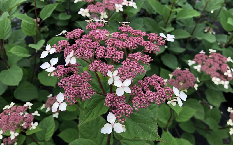 Invincibelle Lace Smooth Hydrangea - 3 Pack Of Quart Pots 11 Invincibelle Lace Smooth Hydrangea - 3 Pack Of Quart Pots - Image 9